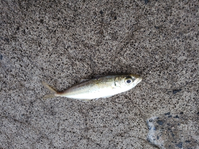 サイズはともかく目標達成！