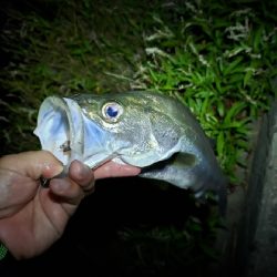満月の下、夕涼みがてら釣行