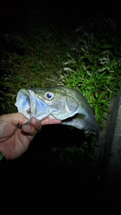 満月の下、夕涼みがてら釣行