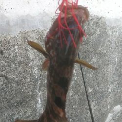 アコウ狙い　尺サイズゲット