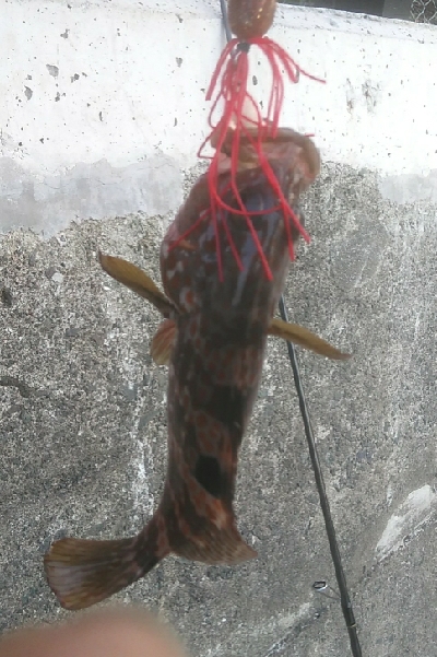 アコウ狙い　尺サイズゲット