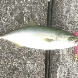 台風後のリセット 青物好調でした