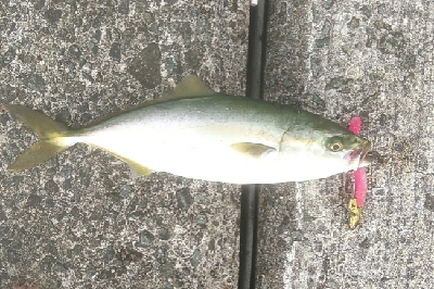 台風後のリセット 青物好調でした