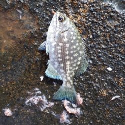 グレ、写真をご覧ください(*^^*)