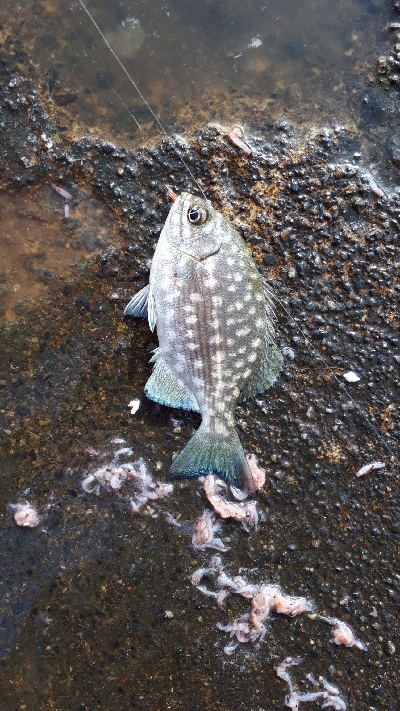 グレ、写真をご覧ください(*^^*)