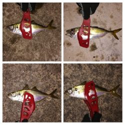 アジンガー1840〜1950