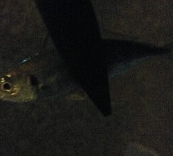 今回はナイトアジング