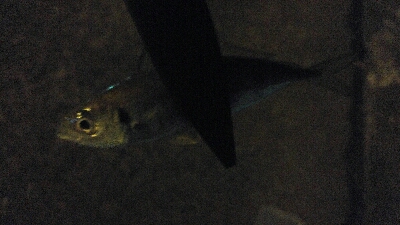 今回はナイトアジング