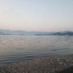 今日もコヤツか⁉️