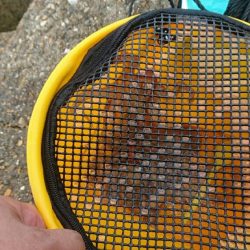 タコ青物は毎日不発