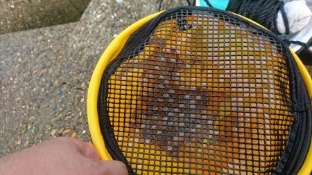 タコ青物は毎日不発