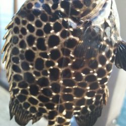 初イシガキタイ