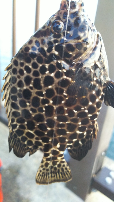 初イシガキタイ