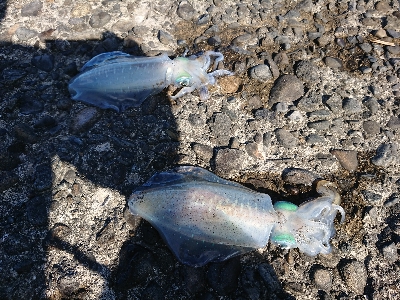 鹿児島釣行 4日目