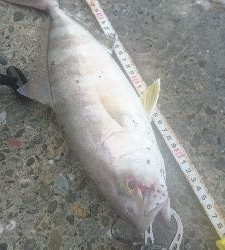 桂浜〜春野周辺サーフ ライトショアジギング