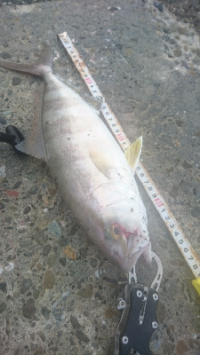 桂浜〜春野周辺サーフ ライトショアジギング