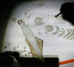 ツバイソ   ケンサキイカ