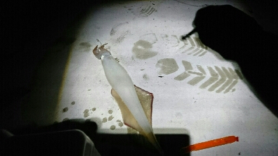 ツバイソ   ケンサキイカ