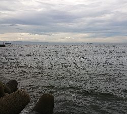 強風の中ツバス