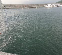 豆アジラッシュ