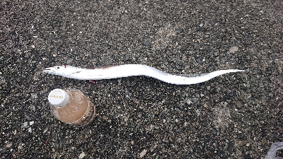 激渋ショアジギング