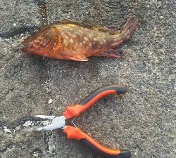 キジハタはへチにいる