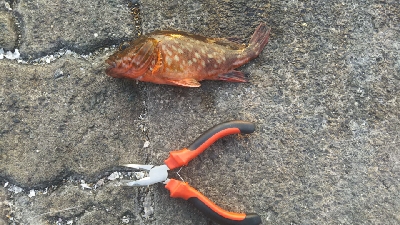 キジハタはへチにいる