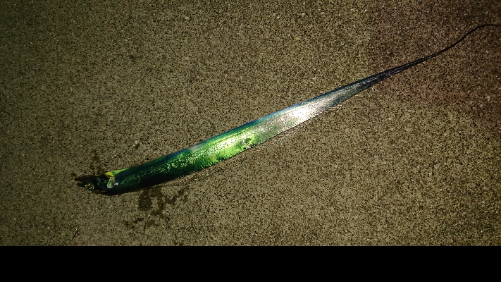 今シーズン初。