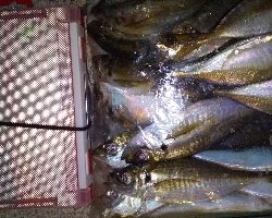 今日はタダ巻きが◎