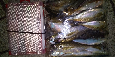 今日はタダ巻きが◎