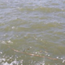 今月チヌ絶好調ストリンガー足りません!