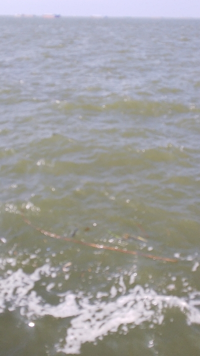 今月チヌ絶好調ストリンガー足りません！