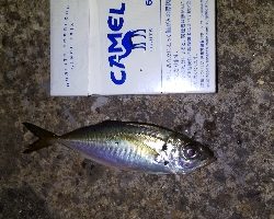 連敗ストップなるか！？