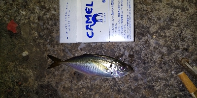 連敗ストップなるか！？