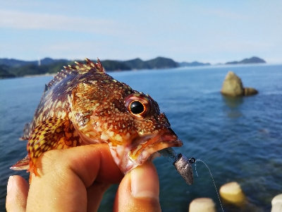 ちっぽけぽっけ