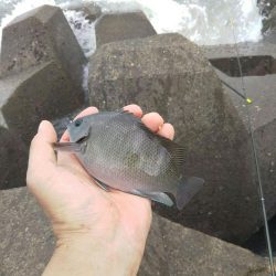 小田原で渚釣り