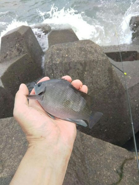 小田原で渚釣り