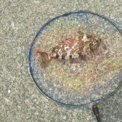 食わせだんごでアイゴ爆釣