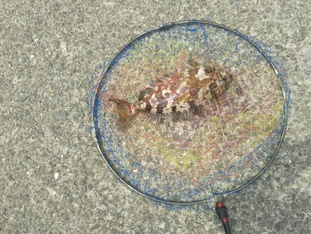 食わせだんごでアイゴ爆釣