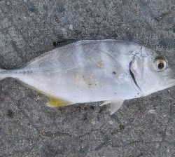 タチウオは不発