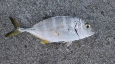 タチウオは不発