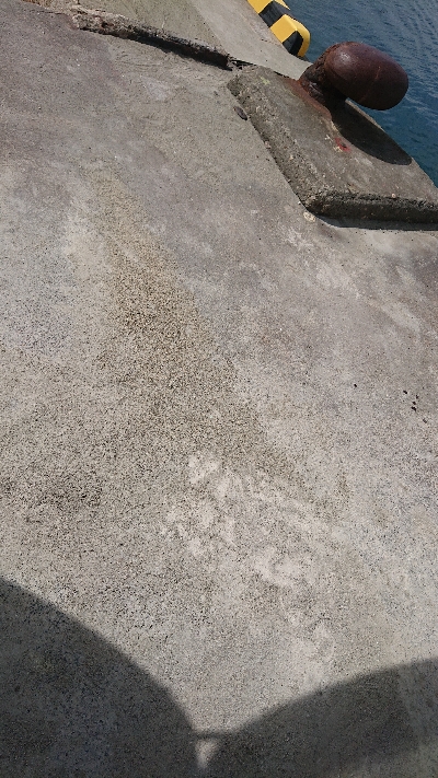 とうとう40cm超え！