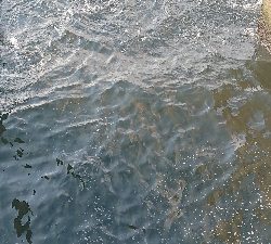 青物をもとめて