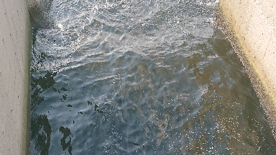 青物をもとめて