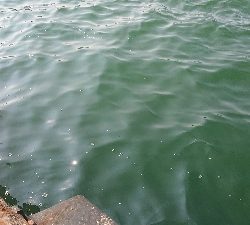 こどもとサビキ