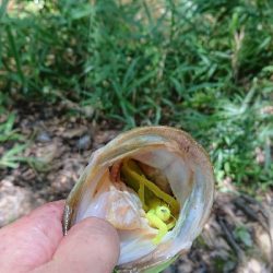 昼間のカバー撃ち