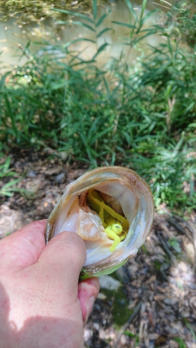 昼間のカバー撃ち
