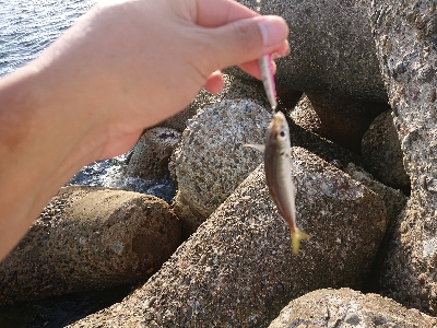 ツバッシングのはずが