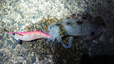 ちょこっとエギング調査