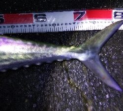 タチウオとサワラ